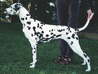 Brewen Wicked Waze | Dalmatian 