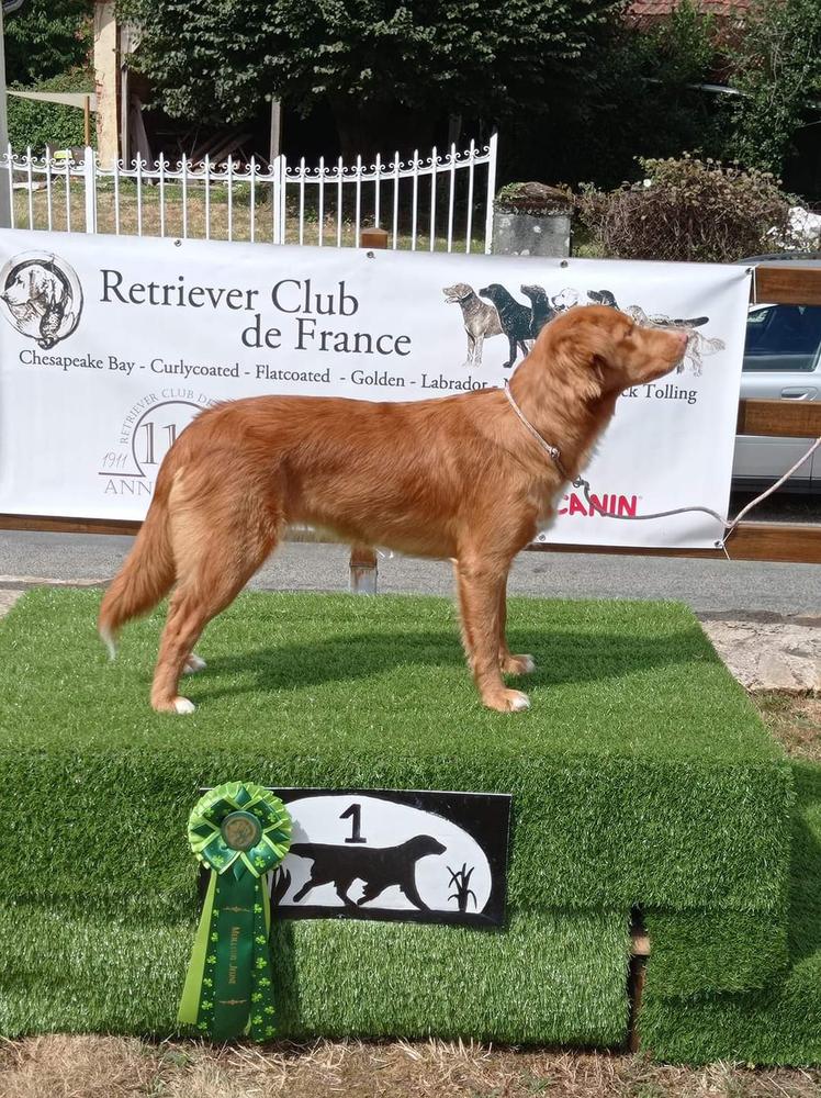 Canis Amicus Belinda | Nova Scotia Duck Tolling Retriever 