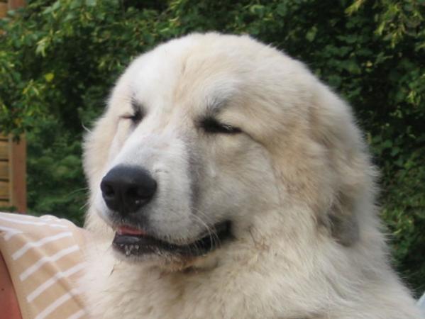 Gabriella Mia La Joie Blanche | Great Pyrenees 