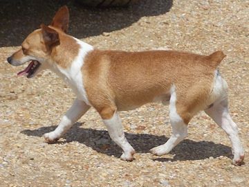 Aspen's Rootin Tootin Goodtime | Teddy Roosevelt Terrier 