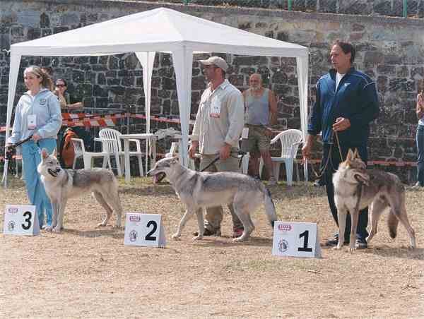 Omak Passo del Lupo | Czechoslovakian Wolfdog 