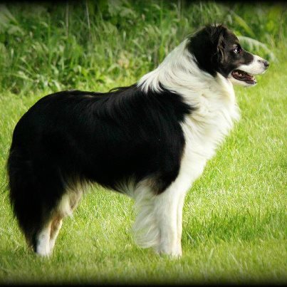 Shep ABC 354704 | Border Collie 