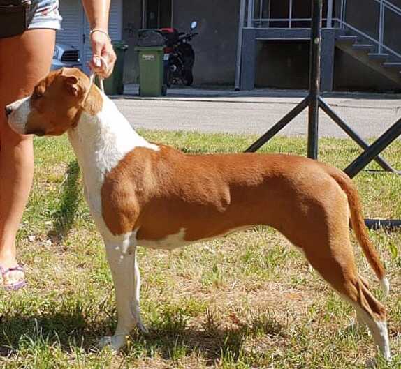 Amelie of Gold Court | American Staffordshire Terrier 