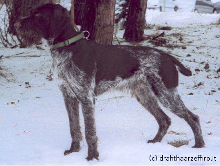 Leo IV Donaueck | German Wirehaired Pointer 