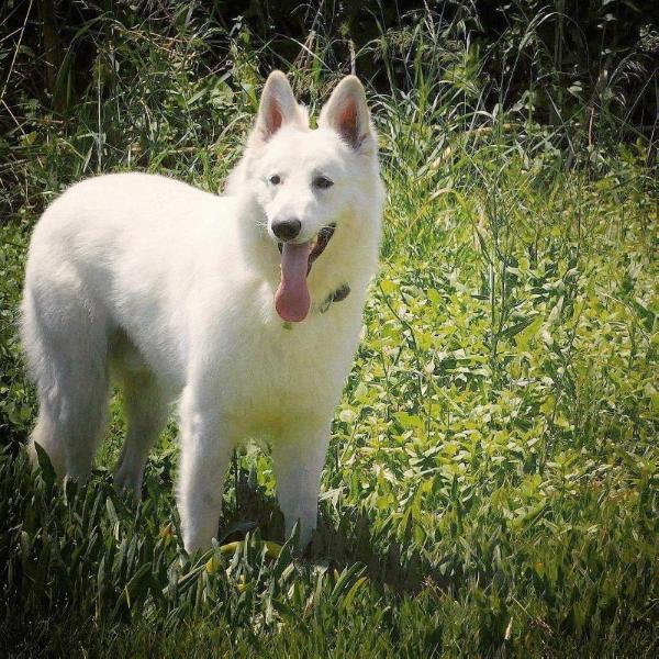 Bruno of agrafa nagi tanka | White Swiss Shepherd Dog 