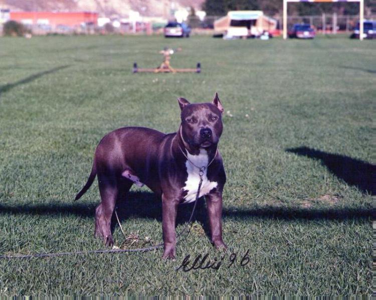 Chargers Armor 'N' Dagger | American Staffordshire Terrier 