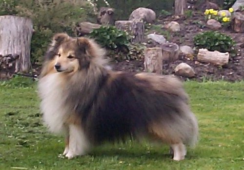 Forestland Storm Alert | Shetland Sheepdog 