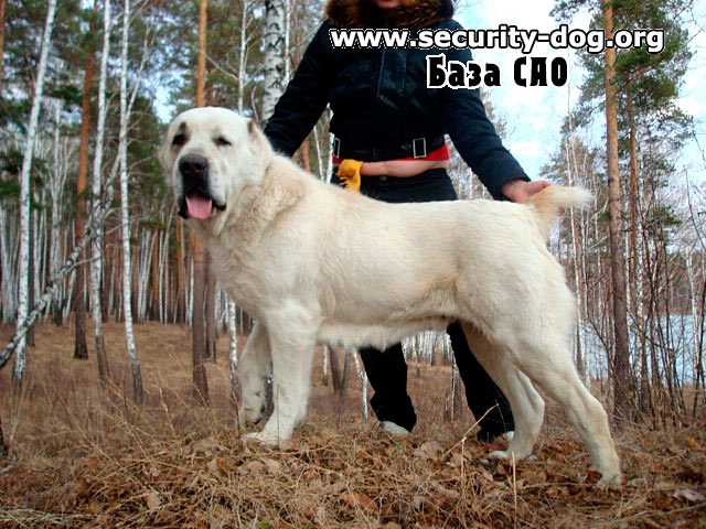 AK NUKER BAYGUSH AK TASH | Central Asian Shepherd Dog 