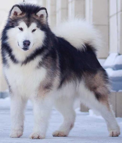 Action to Win Millenium Pride | Alaskan Malamute 