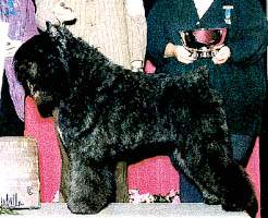 Terra's Too Hot To Handle | Bouvier des Flandres 