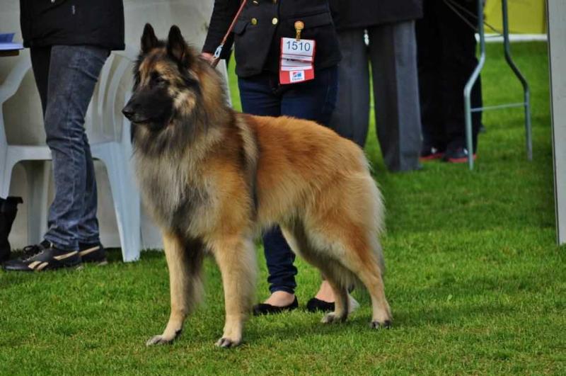 Hard Candy`s A True Beliver | Belgian Tervuren 