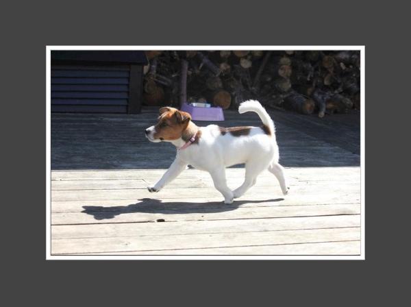 Jackystyle's Ms Chanel | Jack Russell Terrier 