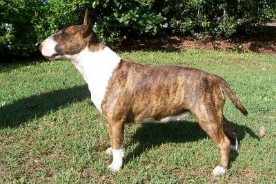 Bronxbullys miss jigsaw | Bull Terrier 