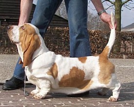 Fame's Flair v. Grunsven | Basset Hound 