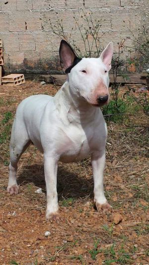 AISHA YOUNG BULL | Bull Terrier 