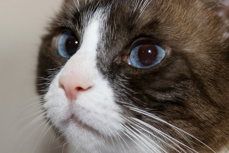 Snowshoe cat 