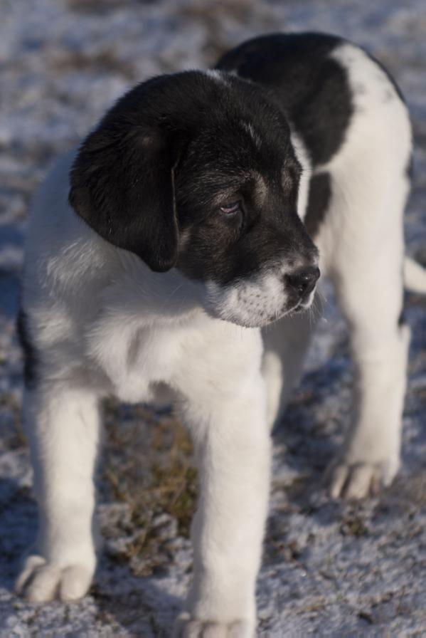 Asia | Central Asian Shepherd Dog 