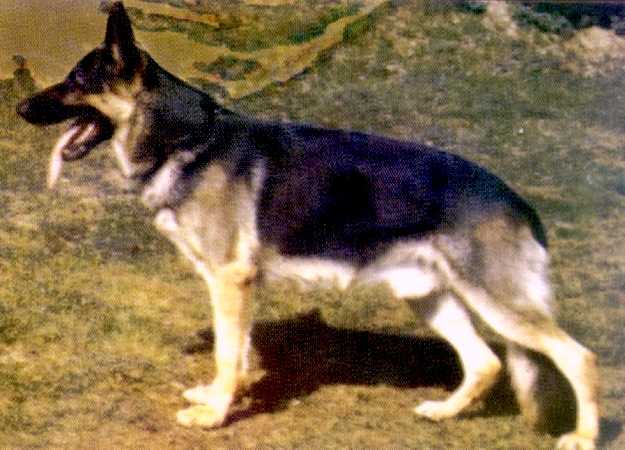 Asko von der Hattsteinburg | German Shepherd Dog 