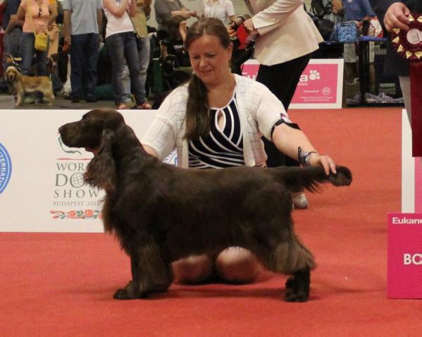 Goloworez Technicolor | Field Spaniel 