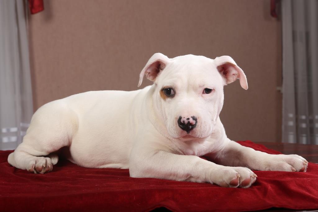 Mia Strider in Diversity | American Staffordshire Terrier 