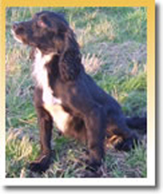 Mallowdale Gun | English Springer Spaniel 