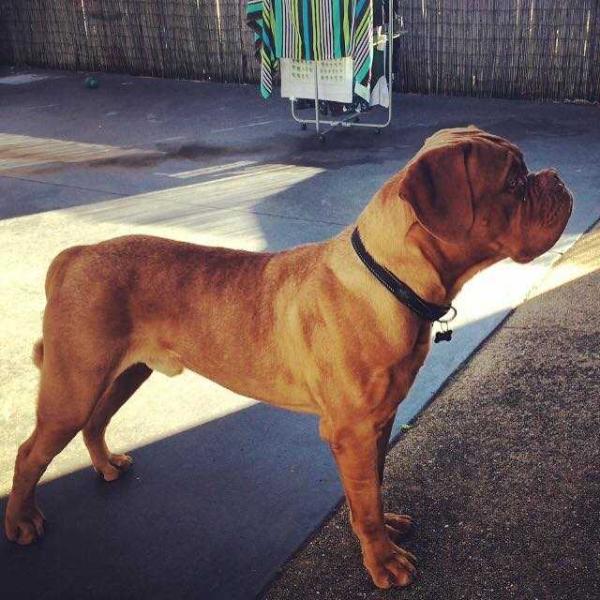 Amedange Shooting Stars | Dogue de Bordeaux 