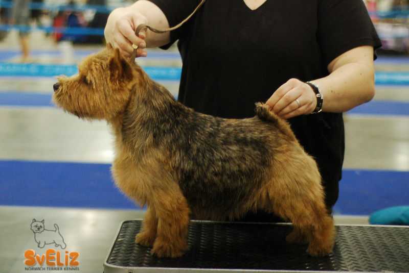 Bronwyn Chocolate Chip | Norwich Terrier 