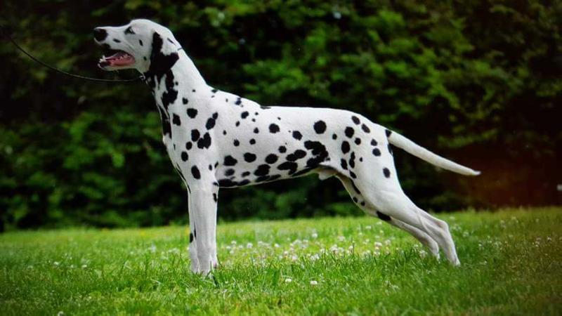 Aisk de Montjuic | Dalmatian 