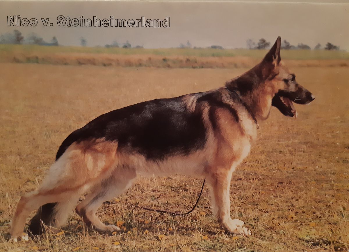 Nico vom SteinheimerLand | German Shepherd Dog 