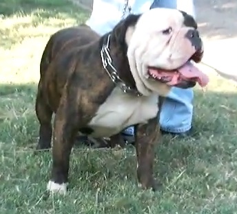 Mcleain's Tazz | Olde English Bulldogge 