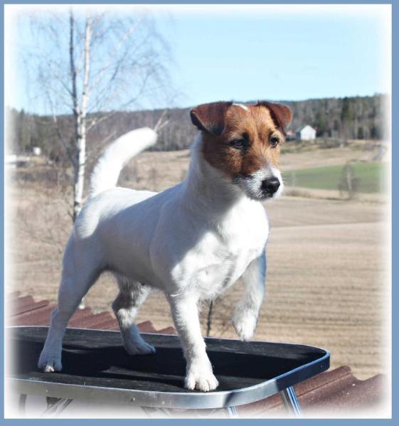 Marklivet Jr Annabella | Jack Russell Terrier 