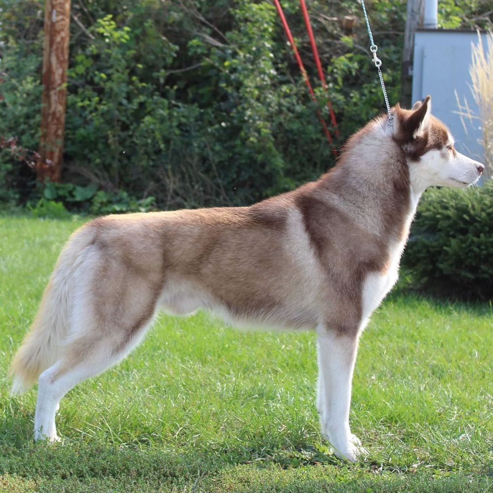 Tricia's Double Edged Sword | Siberian Husky 