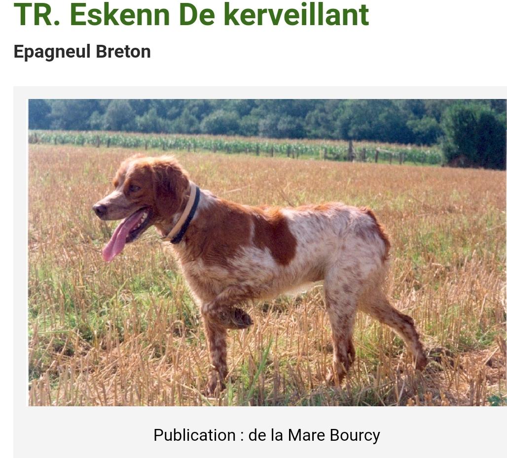 ESKENN de Kerveillant | Brittany 