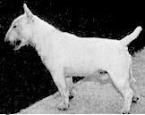 Lester Iti Pepper N Pepe | Miniature Bull Terrier 