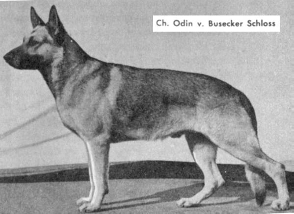 Odin vom Busecker Schloß | German Shepherd Dog 