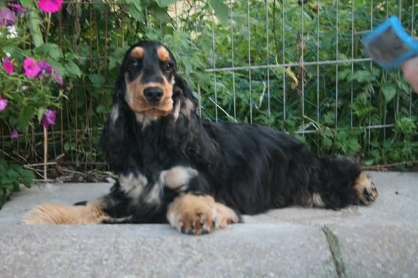 carjinbars on the razzle | English Cocker Spaniel 