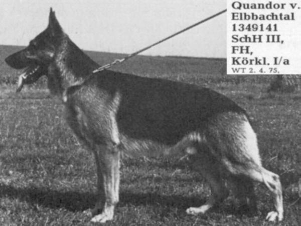 Quandor vom Elbbachtal | German Shepherd Dog 