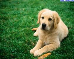 lilly | Golden Retriever 