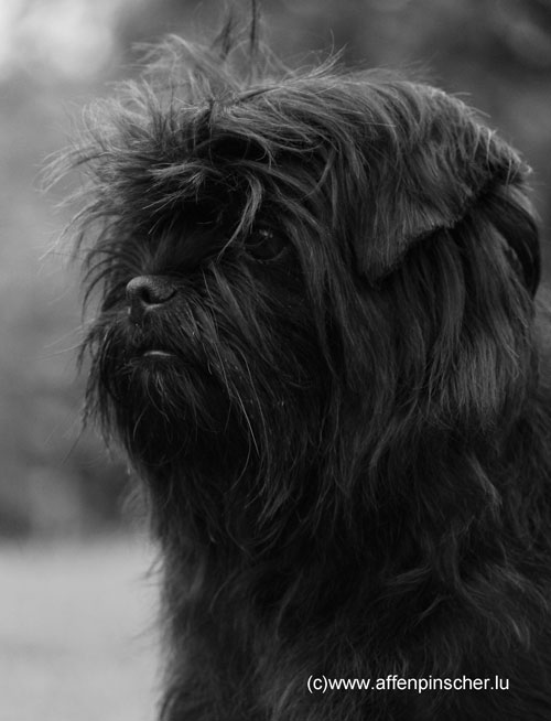 Wichtelchen Felizitas | Affenpinscher 