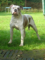 Bullfreaks' Ozzy | American Bulldog 