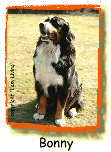 Ymaanii von Augenthaler | Bernese Mountain Dog 