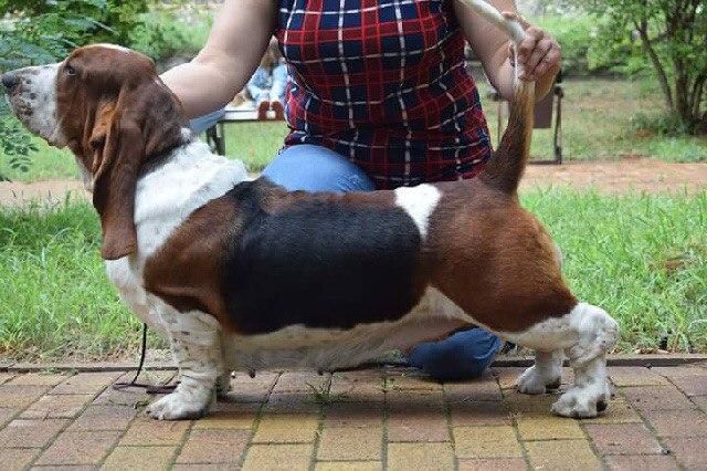 Alisstera U'Galaxy | Basset Hound 