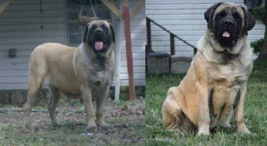 Dralion’s Sweet Dumpling of Sylvan | Mastiff 