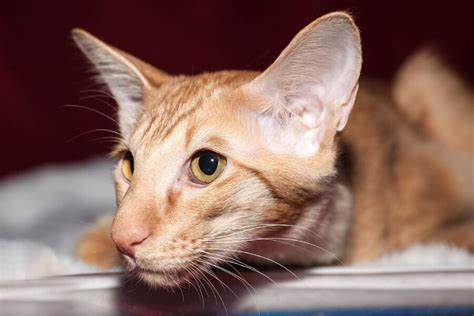 Javanese (Colorpoint Longhair)