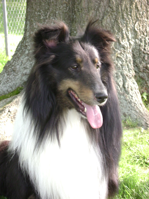 Sheldons big bang | Shetland Sheepdog 