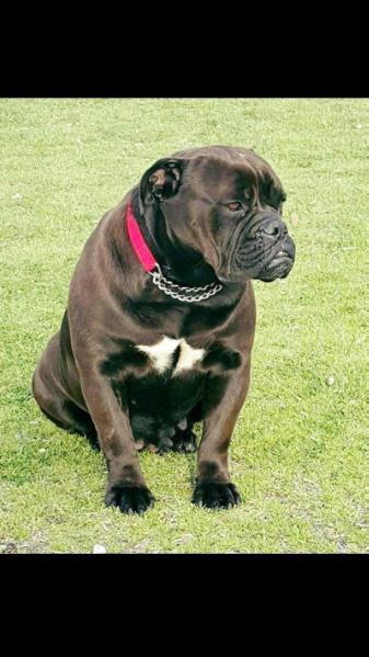 Bullking's Neimesis | Olde English Bulldogge 