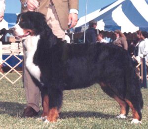 Sennenhoff Heimat | Bernese Mountain Dog 