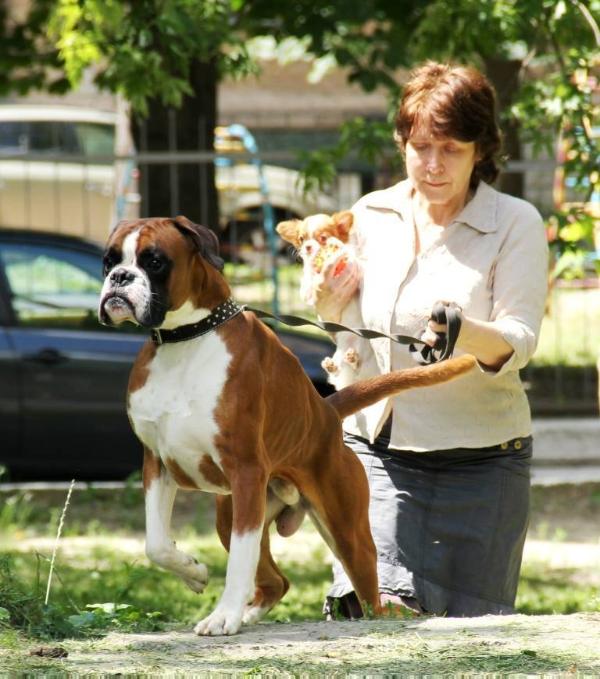 Leonardo - Leo El Bosk | Boxer 