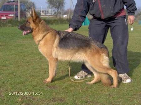 Biba (2003) LOI 04/49042 | German Shepherd Dog 