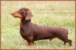 MUHOMOR IZ OMSKOI KREPOSTI | Dachshund 